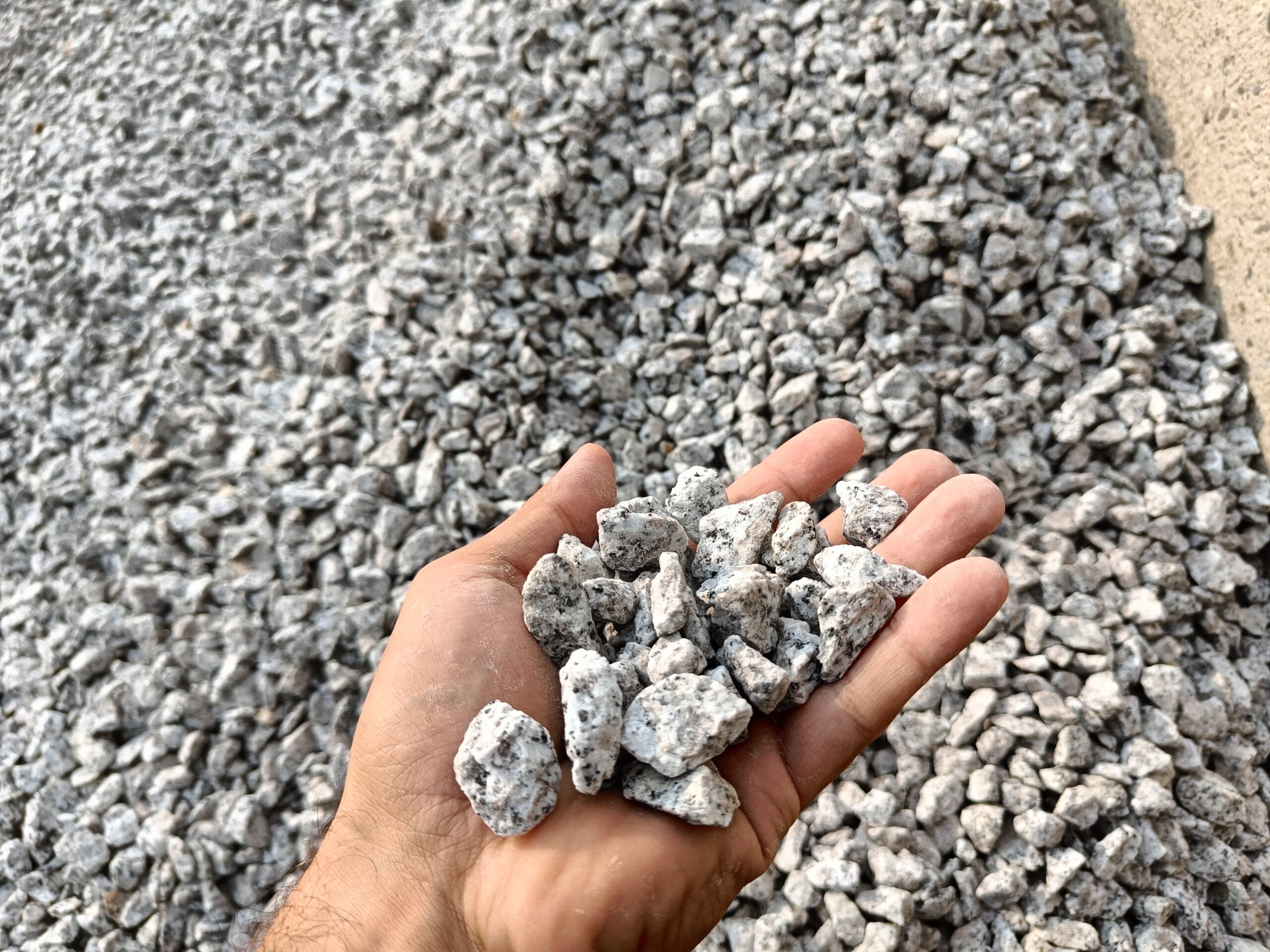 Grys Dalmatyńczyk 8/16 mm