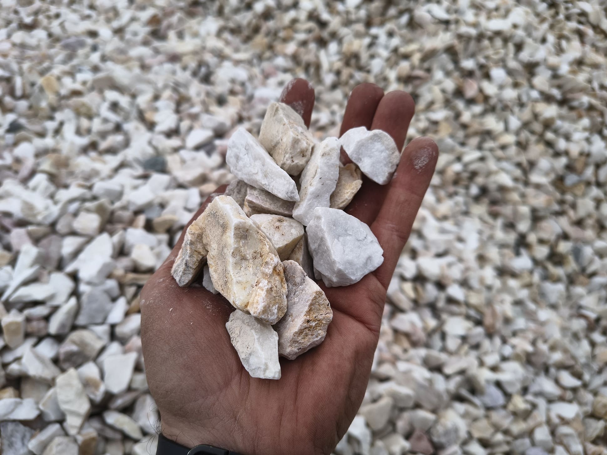 Grys Biała Marianna Q2